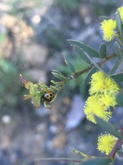 Peltoschema basicolle