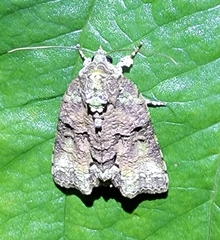 Blenina