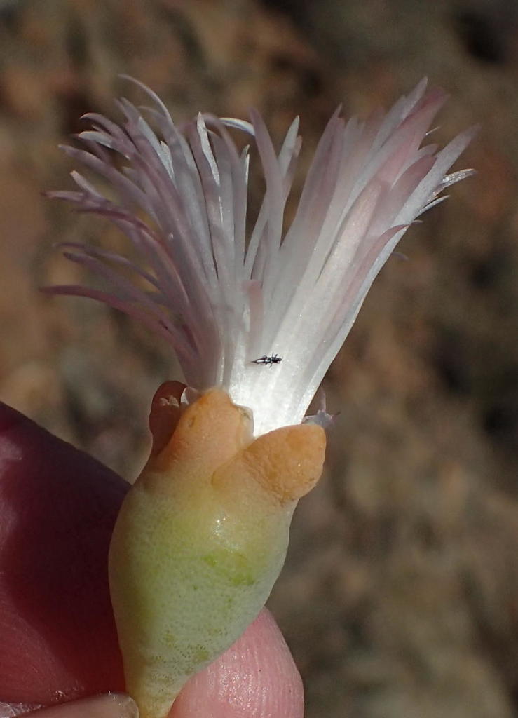 Mesembryanthemum brevicarpum, R356
