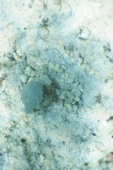 Latirolagena smaragdulus