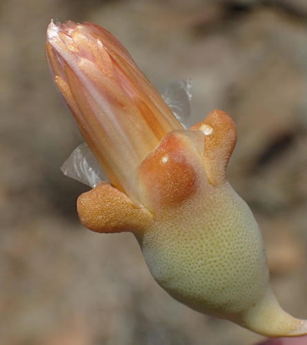 Mesembryanthemum brevicarpum