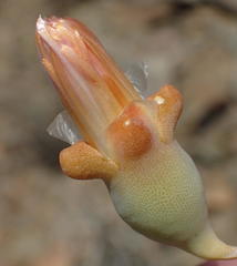 Mesembryanthemum brevicarpum
