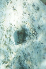 Latirolagena smaragdulus