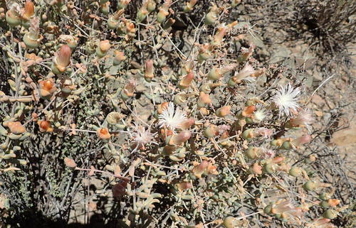 Mesembryanthemum brevicarpum