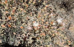 Mesembryanthemum brevicarpum