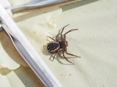 Tharpyna campestrata