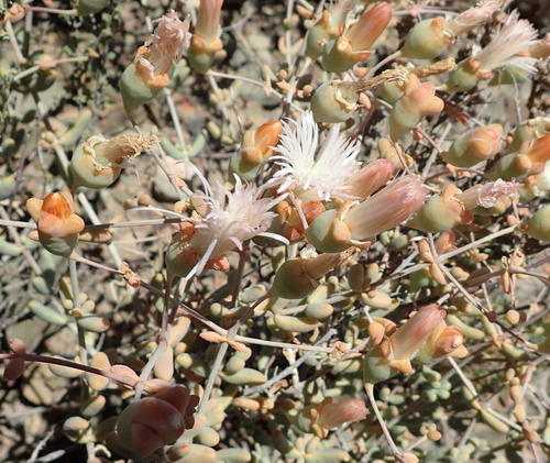 Mesembryanthemum brevicarpum