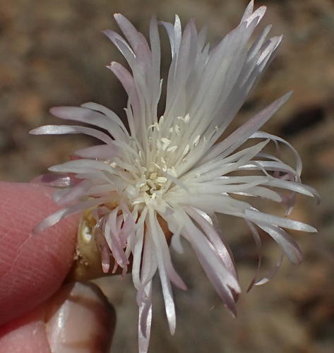 Mesembryanthemum brevicarpum