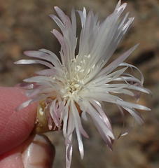 Mesembryanthemum brevicarpum
