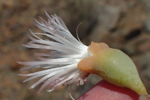 Mesembryanthemum brevicarpum