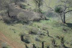 Aloe marlothii marlothii