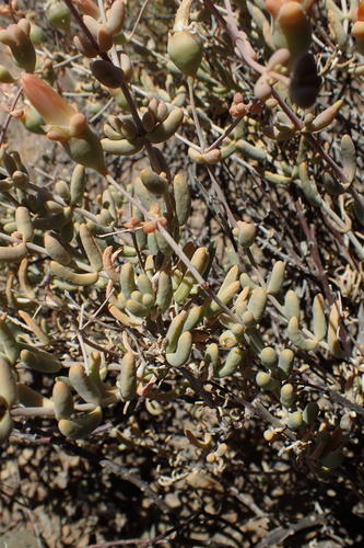 Mesembryanthemum brevicarpum