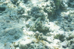 Halichoeres margaritaceus