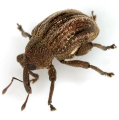 Chalcodermus vittatus