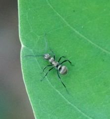 Polyrhachis cupreata