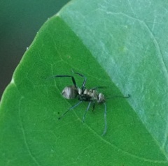 Polyrhachis cupreata