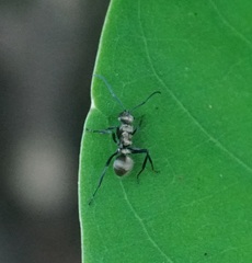 Polyrhachis cupreata