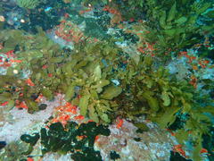 Sargassum incisifolium