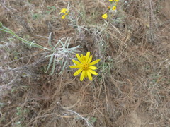 Senecio stoechadiformis