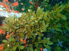 Sargassum incisifolium