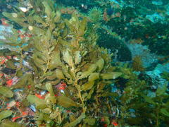 Sargassum incisifolium