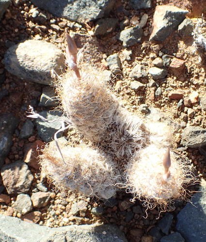 Anacampseros albidiflora