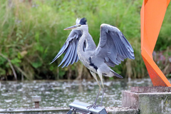 Ardea cinerea