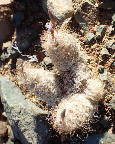 Anacampseros albidiflora