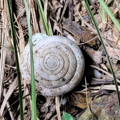 Aegista