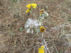 Senecio stoechadiformis