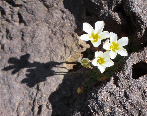 Oxalis fergusoniae (Oxalis fergusoniae)
