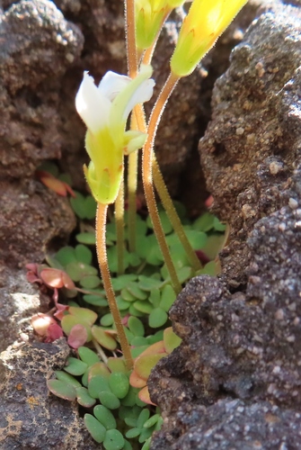 Image of Oxalis fergusoniae by (c) linkie, some rights reserved (CC BY)