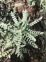 Astragalus agnicidus