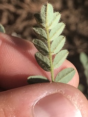 Astragalus agnicidus