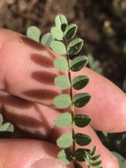 Astragalus agnicidus