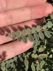 Astragalus agnicidus