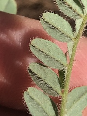 Astragalus agnicidus