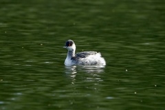 Podiceps nigricollis
