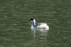 Podiceps nigricollis