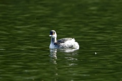 Podiceps nigricollis
