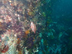 Chirodactylus brachydactylus