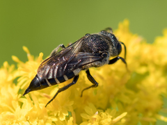 Coelioxys inermis