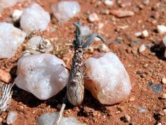 Crassothonna protecta