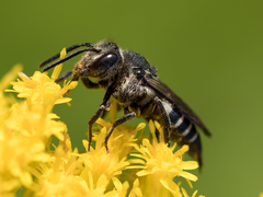 Coelioxys inermis