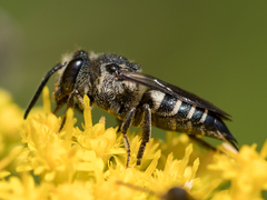 Coelioxys inermis