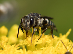 Coelioxys inermis