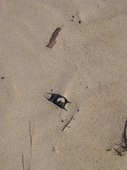 Rostroraja eglanteria