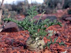 Pelargonium crithmifolium