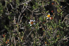 Phymaspermum parvifolium