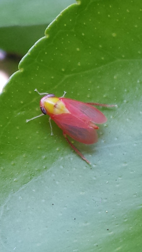 Microtartessus idyia observed 2021-09-22